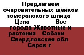 Предлагаем очаровательных щенков померанского шпица › Цена ­ 15 000 - Все города Животные и растения » Собаки   . Свердловская обл.,Серов г.